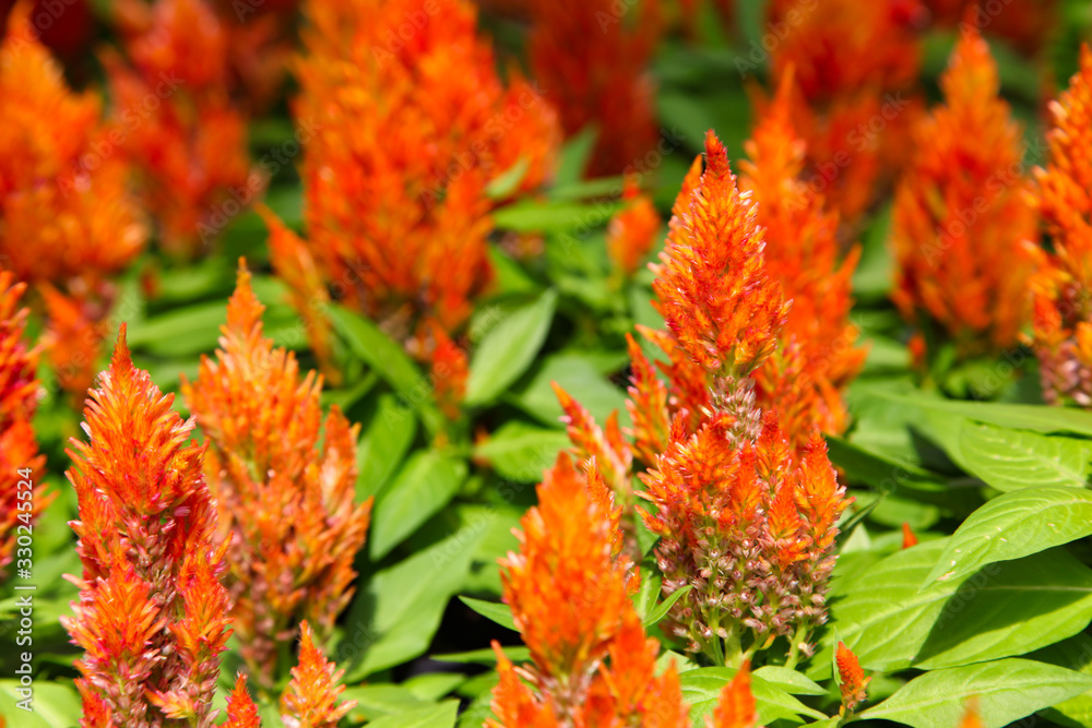 Red Dwarf Plumed Cockscomb Celosia flower