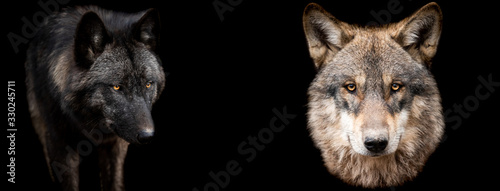 Template of wolfs with a black background