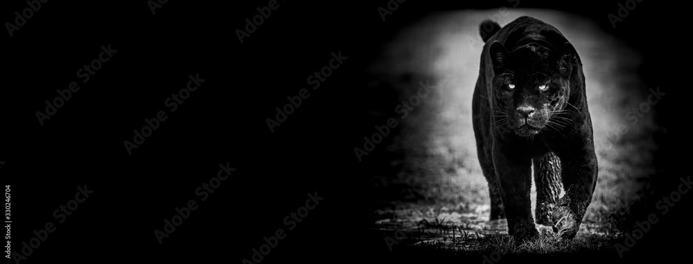 Template of Black panther with a black background