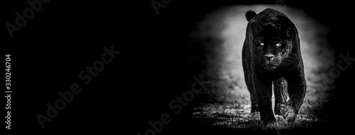 Obraz na płótnie Template of Black panther with a black background w salonie