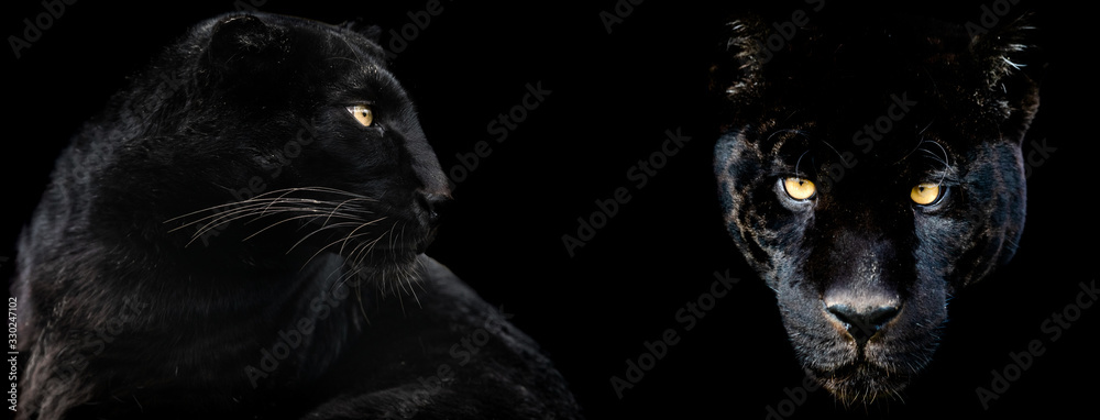 Template of Black panther with a black background