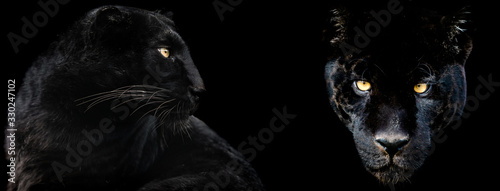Obraz na płótnie Template of Black panther with a black background w salonie