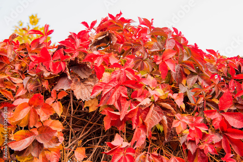 Autumn plant ivy red leaf background