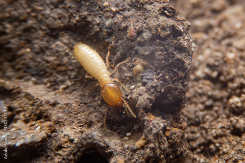 Selective focus of the small termite on decaying timber. The termite on the ground is searching for food to feed the larvae in the cavity.