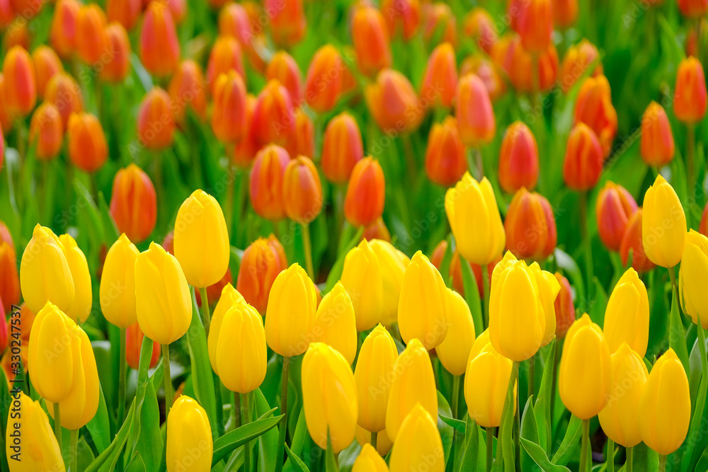 Tulip flower with green leaf background Tulip flower with green leaf background