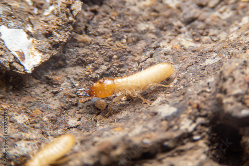 Close up of the small termite on decaying timber. The termite on the ground is searching for food to feed the larvae in the cavity.