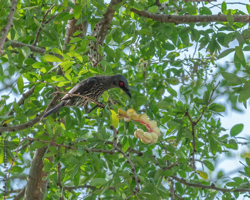 Asian Glossy Starling (Aplonis panayensis) perching on a tree branch. Close up view bird plucking fruits Asian Glossy Starling (Aplonis panayensis) perching on a tree branch. Close up view bird plucking fruits