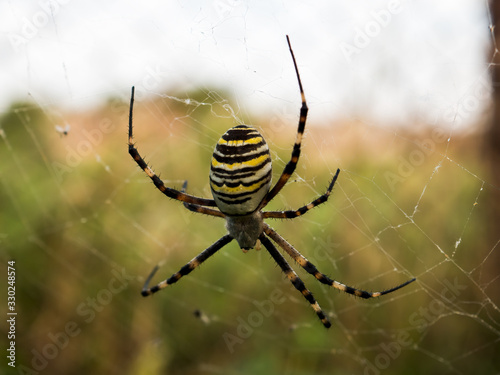 Wasp spider Argiope bruennichi. orb-web Insect with yellow stripes, web pattern. green grass background, macro view, horizontal soft focus. Large striped yellow and black spider on its web macro