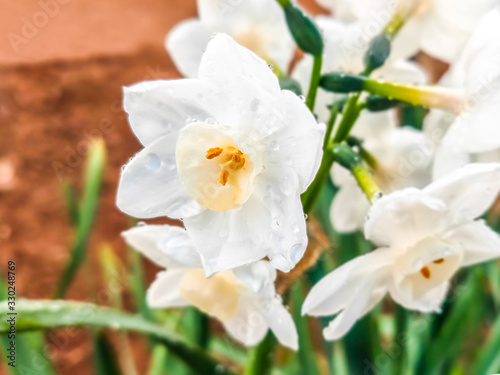 白いスイセンの花