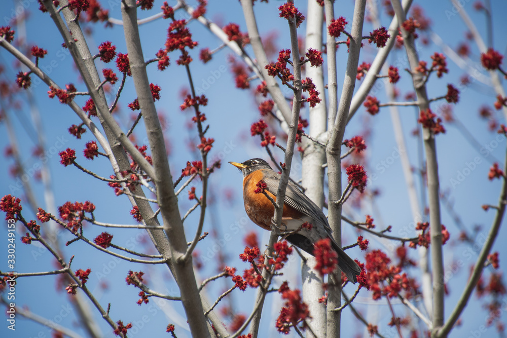 Obraz premium A picture of American robin perched on the branch. Vancouver BC Canada