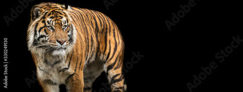 Template of Tiger with a black background