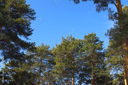 Pine trunk inwinter forest. photo
