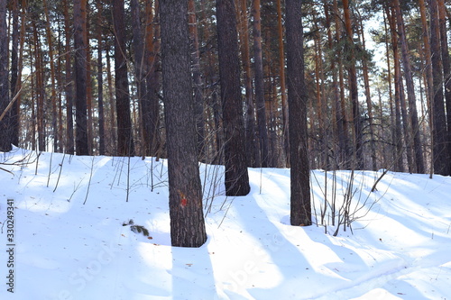 Pine trunk inwinter forest. photo