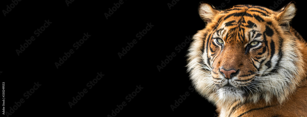Naklejka Template of Tiger with a black background