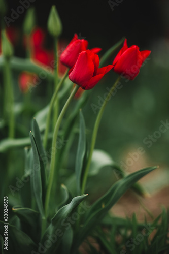 Red Tulips in the rain