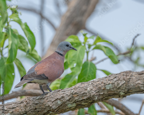 Red collared Dove (Streptopelia tranquebarica) perching on a tree branch photo