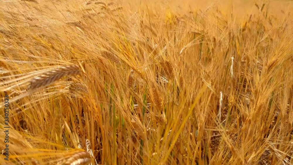 Golden ears of barley in summer. Gold barley field swaying in the wind. Golden ears of barley in summer. Gold barley field swaying in the wind.
