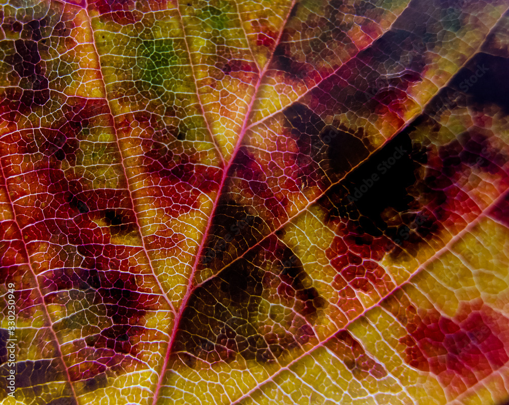 Obraz premium Autumn Leaves Macro Abstract