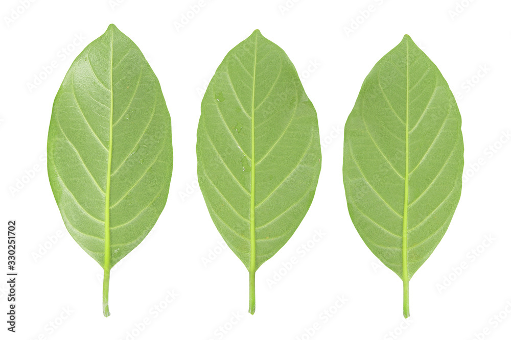 Green leaf isolated on white Green leaf isolated on white
