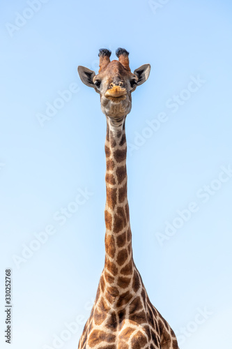 South African giraffe, cute portrait of wild animal, Khama rhino sanctuary, Botswana safari wildlife © ArtushFoto