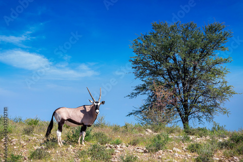 Gemsbok, Oryx gazella walking on dune in Kalahari, green desert after rain season. Kgalagadi Transfrontier Park, South Africa wildlife safari