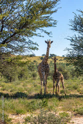 cute Giraffe with calf in Kalahari, green desert after rain season. Kgalagadi Transfrontier Park, South Africa wildlife safari