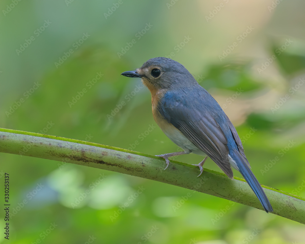 Indochinese Blue Flycatcher female (Cyornis sumatrensis) perching on a tree branch Indochinese Blue Flycatcher female (Cyornis sumatrensis) perching on a tree branch