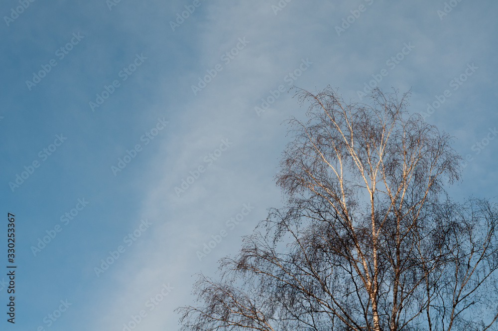 leafless branches of a birch tree on winter evening leafless branches of a birch tree on winter evening