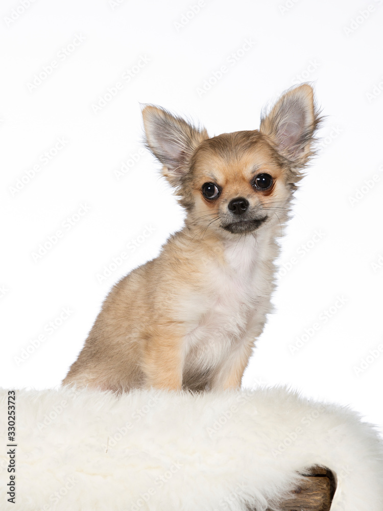 Cute chihuahua portrait. Image taken in studio with white background. Cute chihuahua portrait. Image taken in studio with white background.