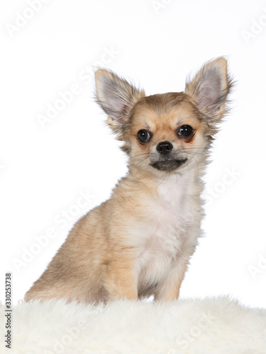 Cute chihuahua portrait. Image taken in studio with white background. © Jne Valokuvaus