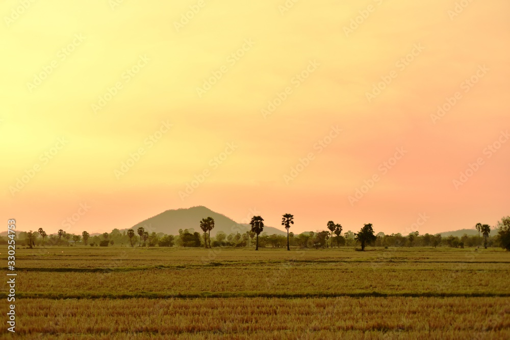 Sunset view with rice fields with palm trees. Sunset view with rice fields with palm trees.