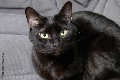 ソファーに座る黒猫