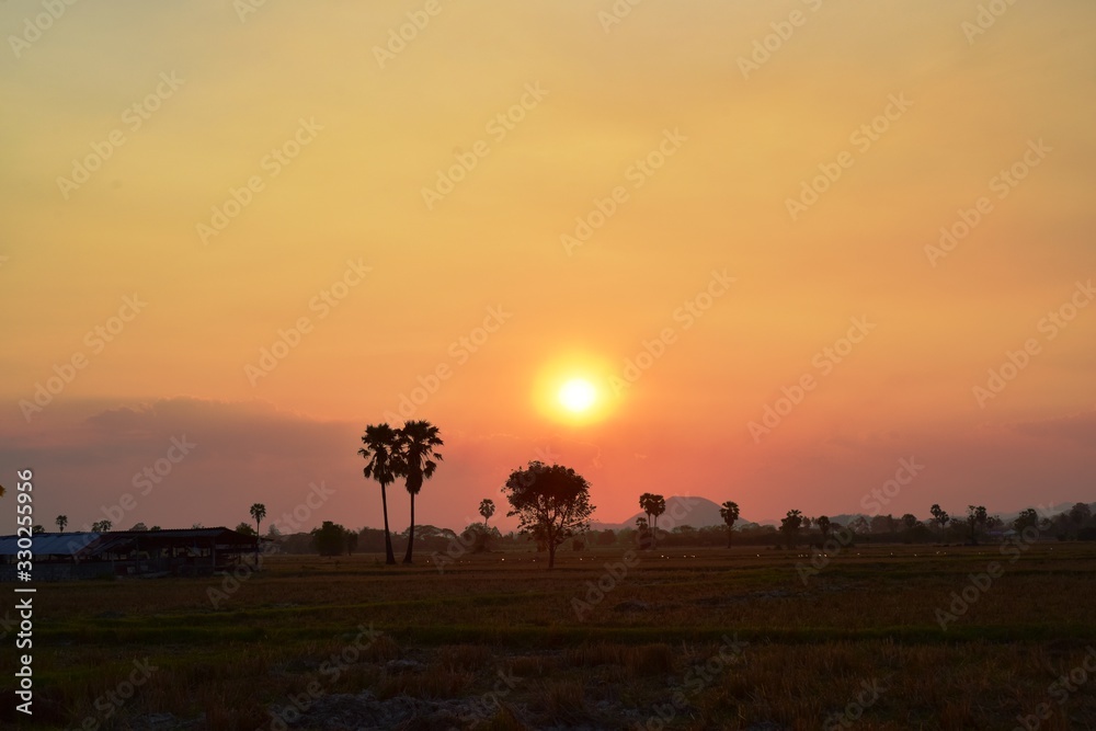 Sunset with golden yellow sky at fields and palm trees