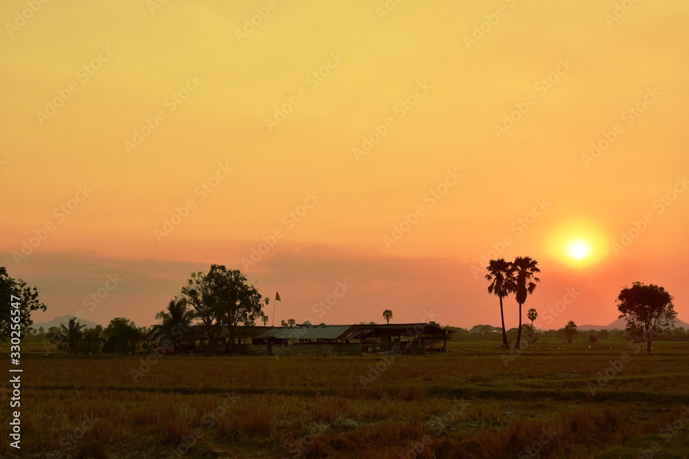 Sunset view with rice fields with palm trees.