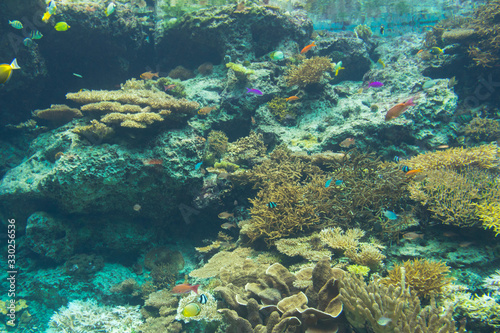 Fototapeta Naklejka Na Ścianę i Meble -  Coral reef aquarium tank for background. Amazing colorful saltwater aquarium.