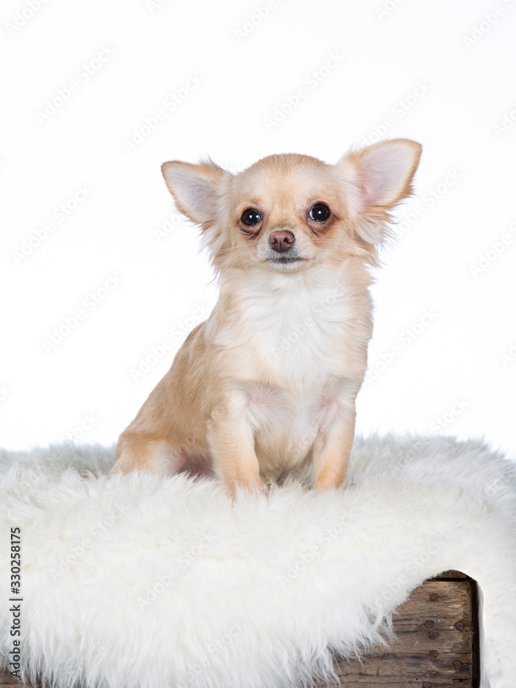 Cute and tiny Chihuahua puppy. Image taken in studio with white background. Copy space, isolated on white.