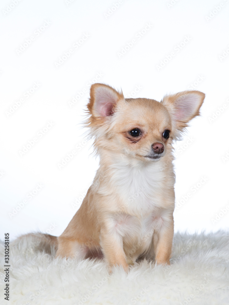 Cute and tiny Chihuahua puppy. Image taken in studio with white background. Copy space, isolated on white.