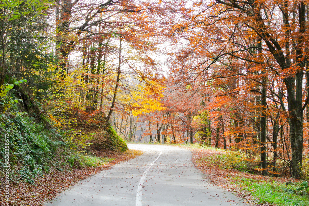 curvy asphalt road through forest in autumn, trees with colorful yellow, brown, red, green leaves, on mountain Kozara, in national park curvy asphalt road through forest in autumn, trees with colorful yellow, brown, red, green leaves, on mountain Kozara, in national park