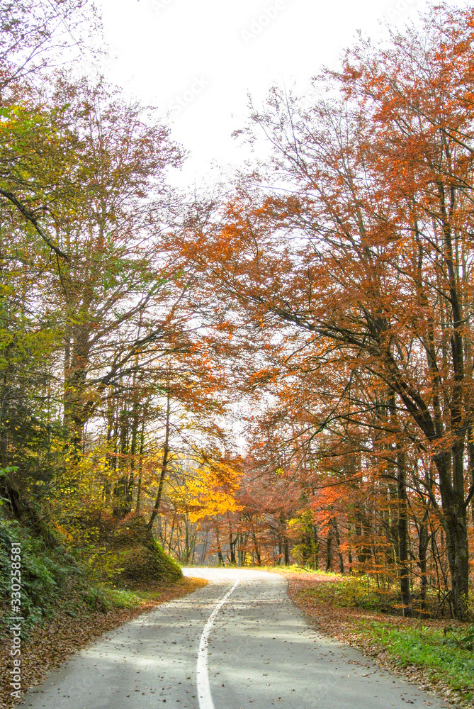 Asphalt road through forest in autumn with trees with colorful yellow, orange, red, brown, green leaves, on mountain Kozara, in national park, near city Prijedor, RS, Bosnia and Herzegovina
