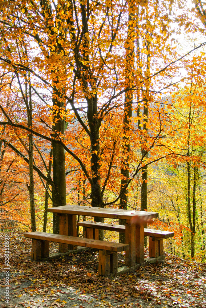 Wooden table and bench in forest, in autumn, trees with colorful yellow, orange, red, brown, green, leaves, on mountain Kozara, in national park, near city Prijedor, RS, Bosnia and Herzegovina
