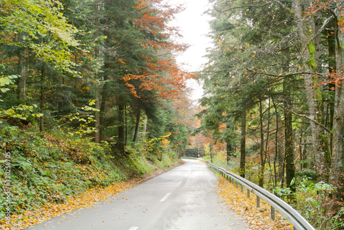 asphalt road through coniferous forest in autumn, pine & fir trees with colorful yellow, brown, red, green leaves, on mountain Kozara, in national park