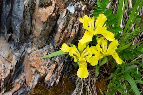  Yellow iris on the rock. Spring, Altai