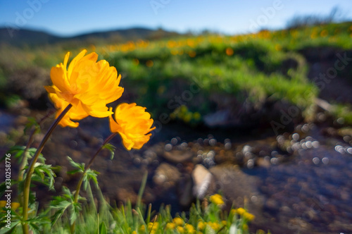  Orange flower. Spring in Altai. Twinkle.