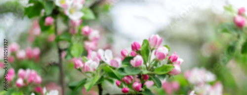 Defocused spring background with blooming bright pink apple tree flowers. Abstract blur springtime background with sunlight