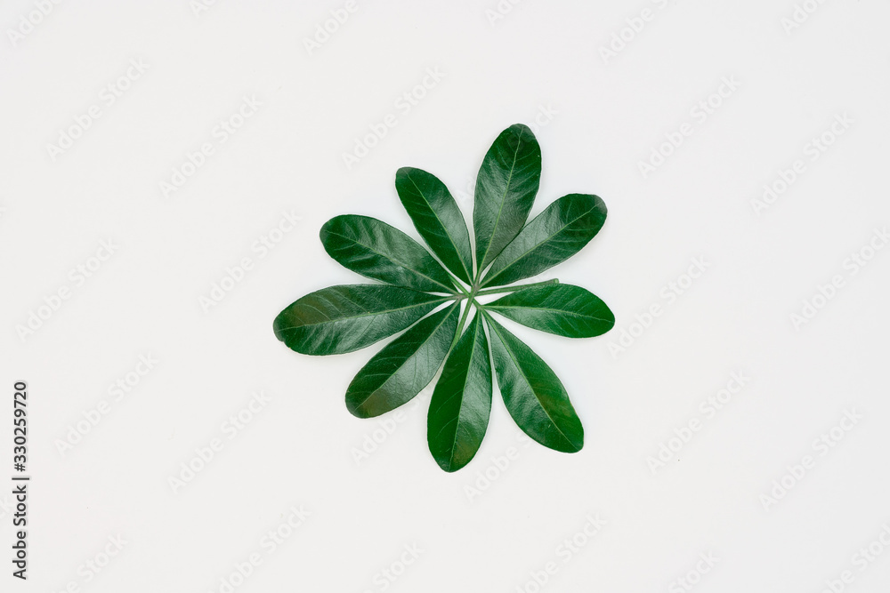 Creative layout made of papers and leaves Flat lay. Minimal nature concept. Creative layout made of papers and leaves Flat lay. Minimal nature concept.