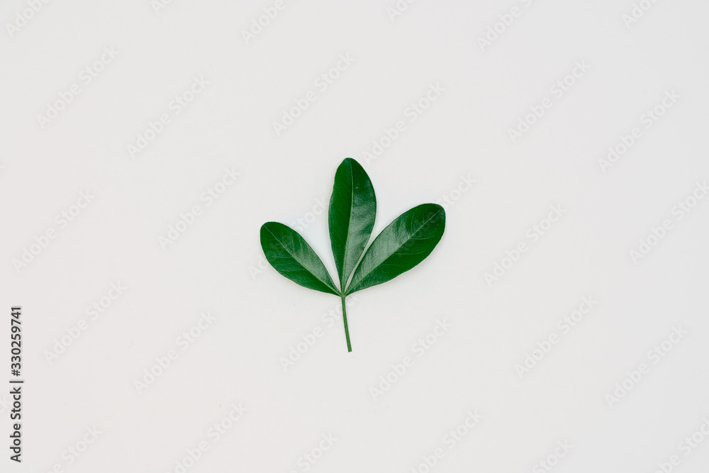 Creative layout made of papers and leaves Flat lay. Minimal nature concept. Creative layout made of papers and leaves Flat lay. Minimal nature concept.
