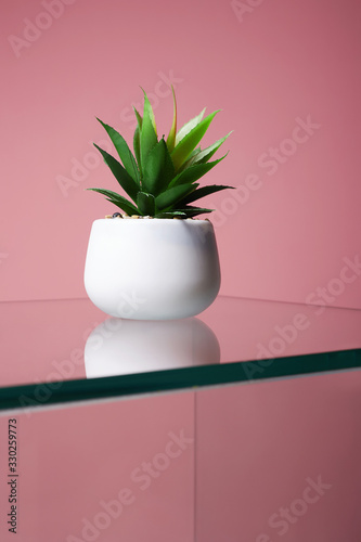 Wallpaper Mural abstract still life. Lonely Cactus on glass table Torontodigital.ca