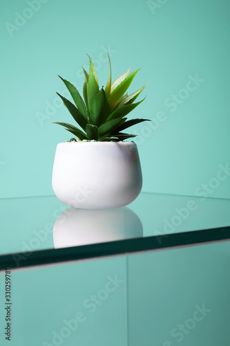 abstract still life. Lonely Cactus on glass table