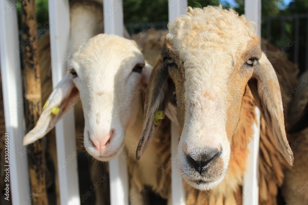 Fototapeta premium The sheep farm is a coffee shop in Chiang Rai Thailand.