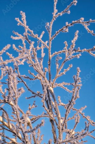 branches of a frozen tree against blue winter sky cin cold winter morning © pavellukashin